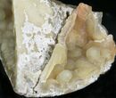 Agatized Fossil Coral Geode - Florida #22424-4